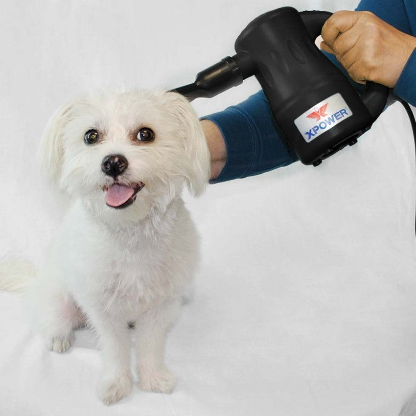 Why Pet Hair Gets Stuck in Carpet (And How to Stop It)