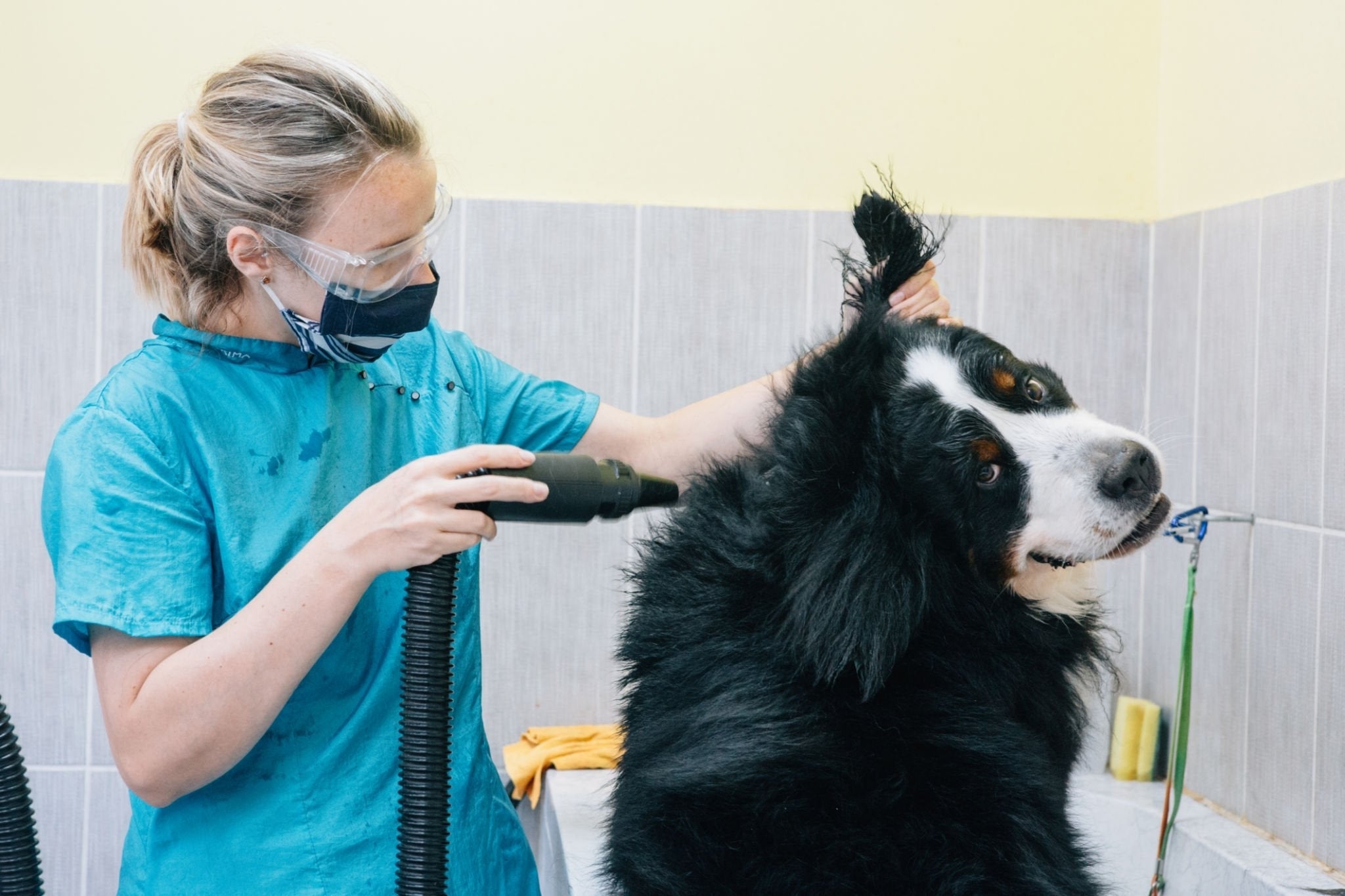 The Best Hair Dryer for Pet Grooming